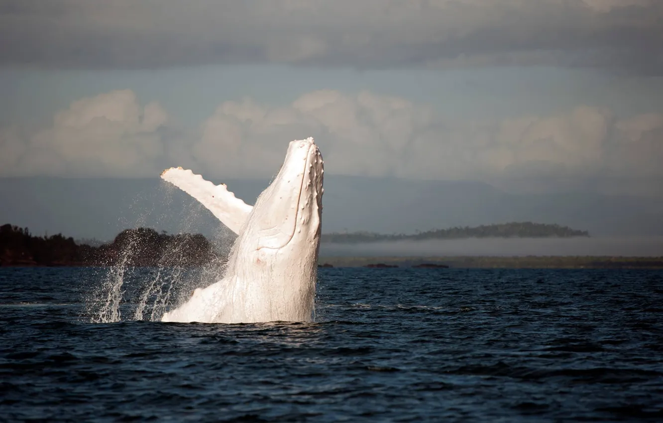 Фото обои белый, океан, кит, white, ocean, альбинос, whale, горбатый