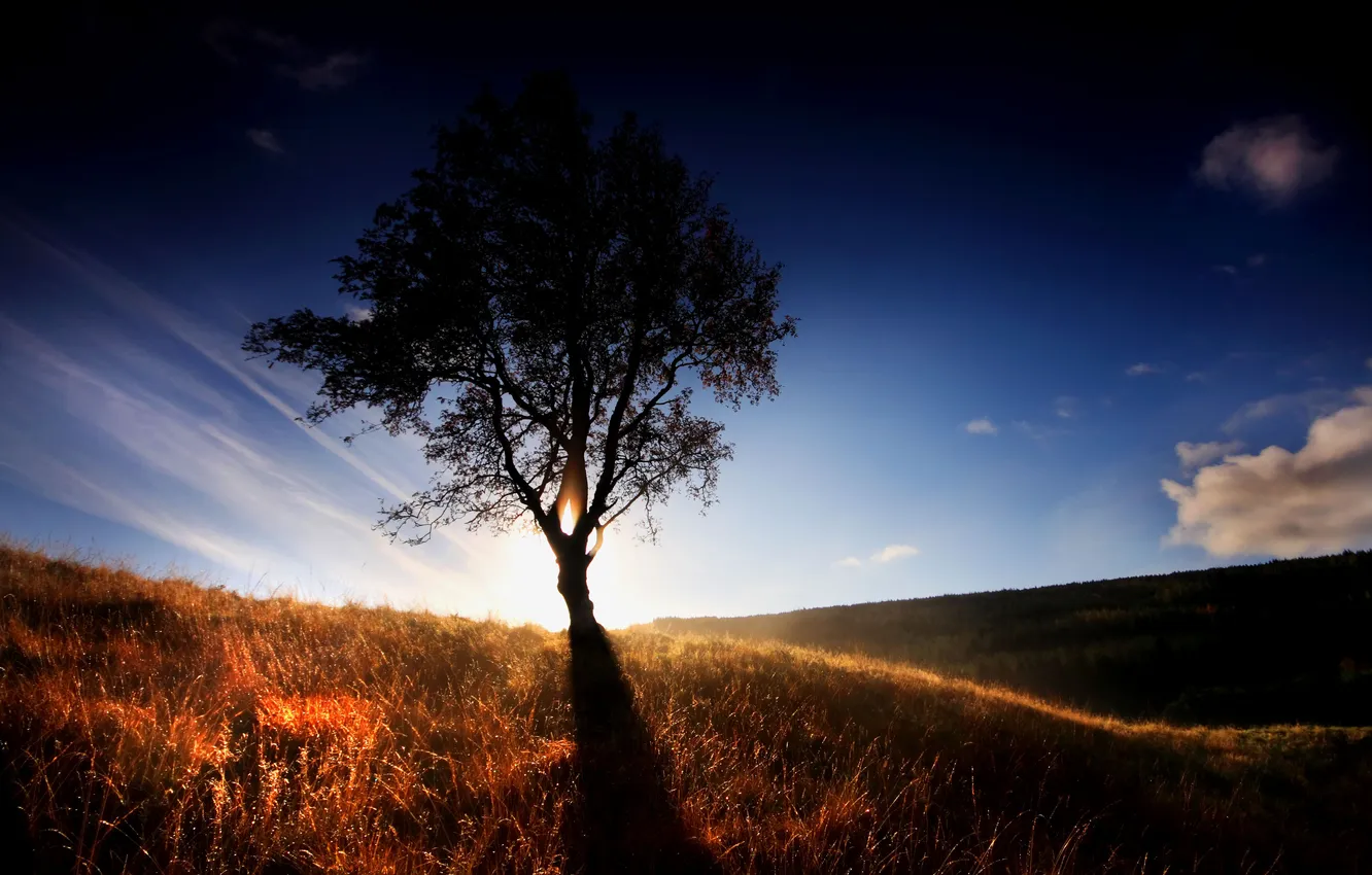 Фото обои трава, свет, дерево