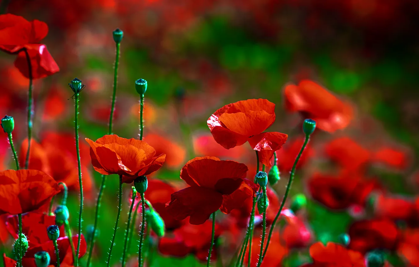 Фото обои красный, мак, Цветок, flower