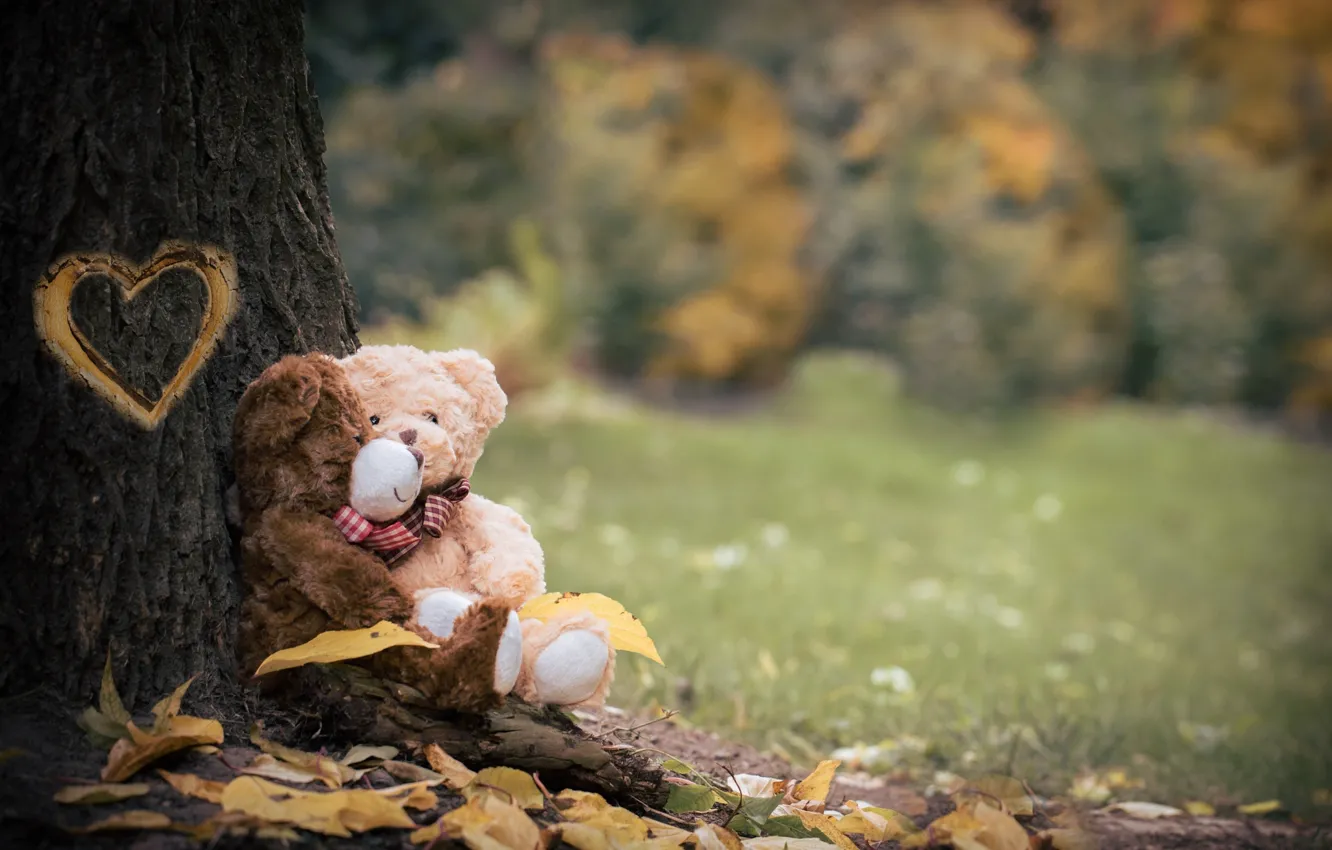 Фото обои листья, природа, дерево, сердце, игрушки, медведи, пара, ствол