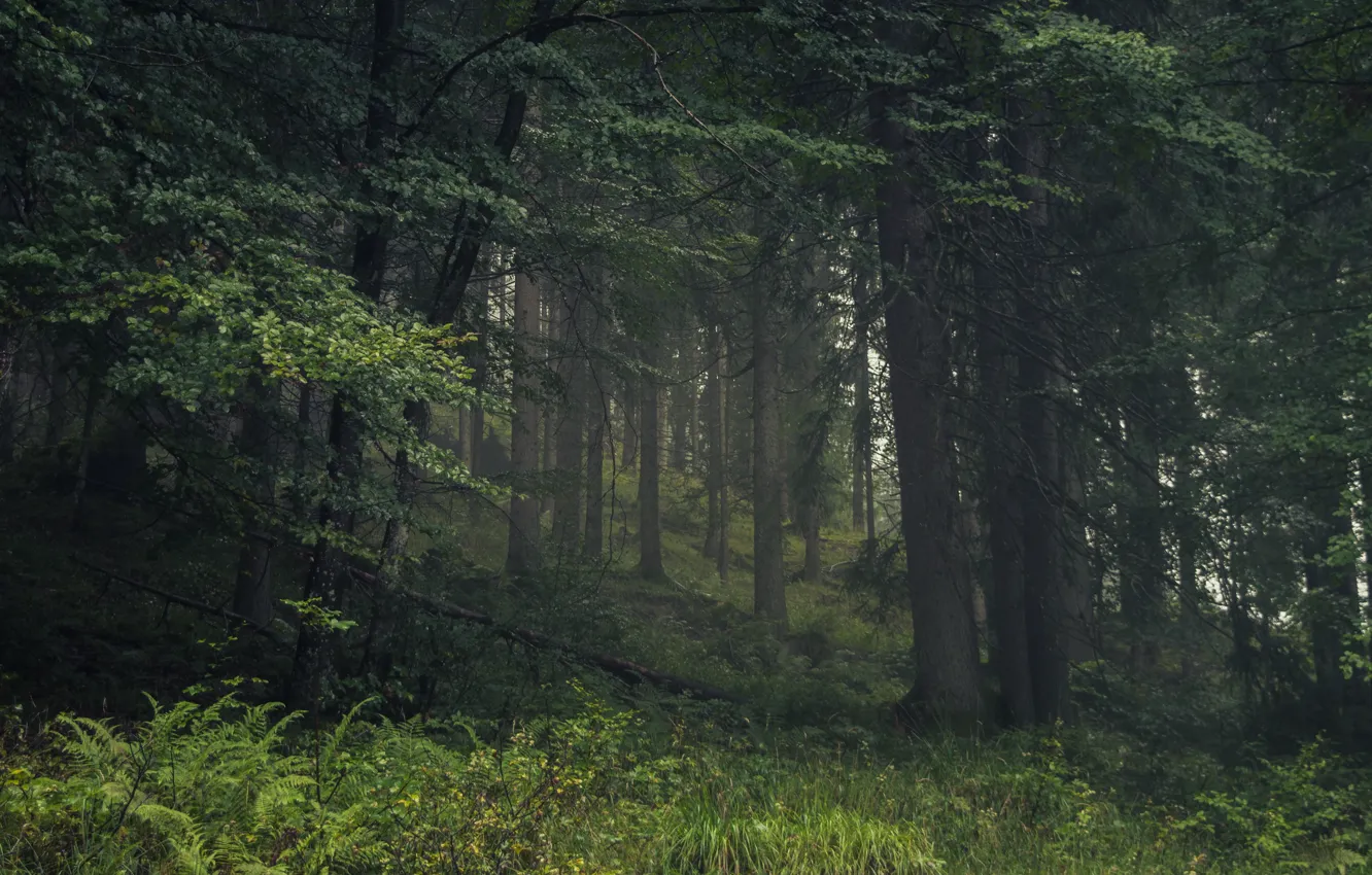 Фото обои лес, деревья, природа, Австрия, Austria, Jerdess
