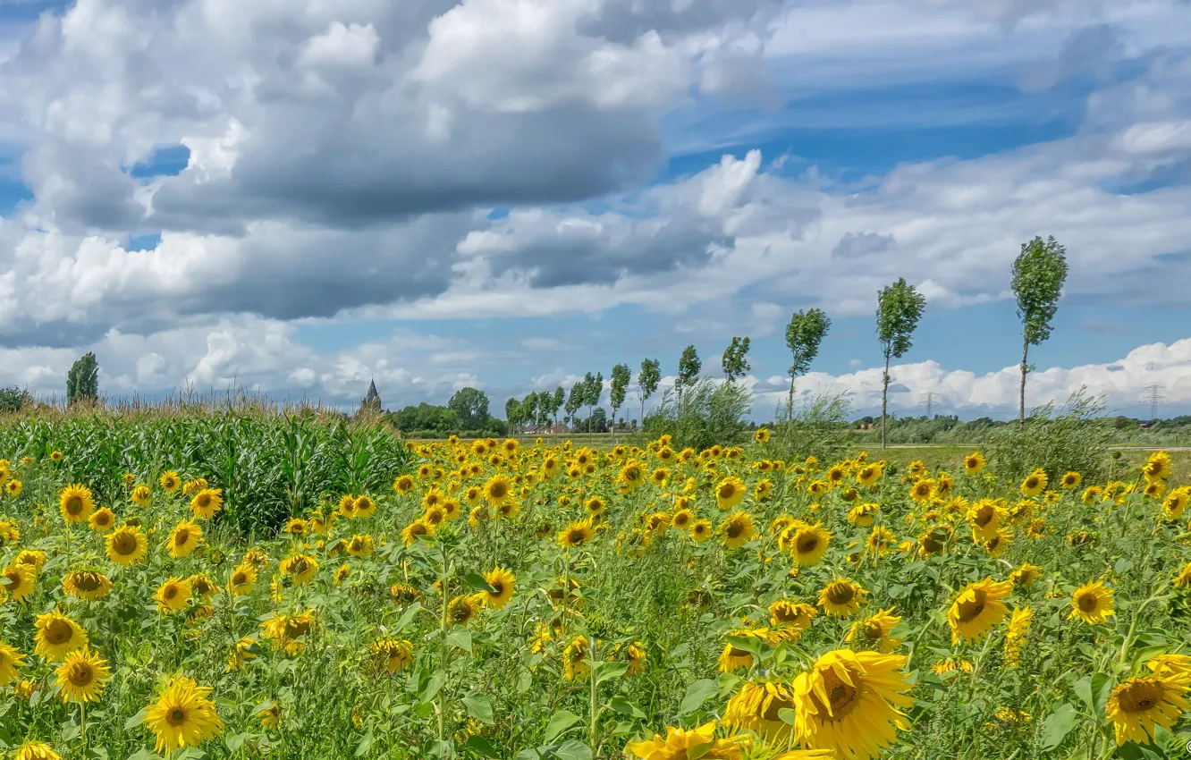 Фото обои дорога, поле, облака, деревья, подсолнухи, ветер