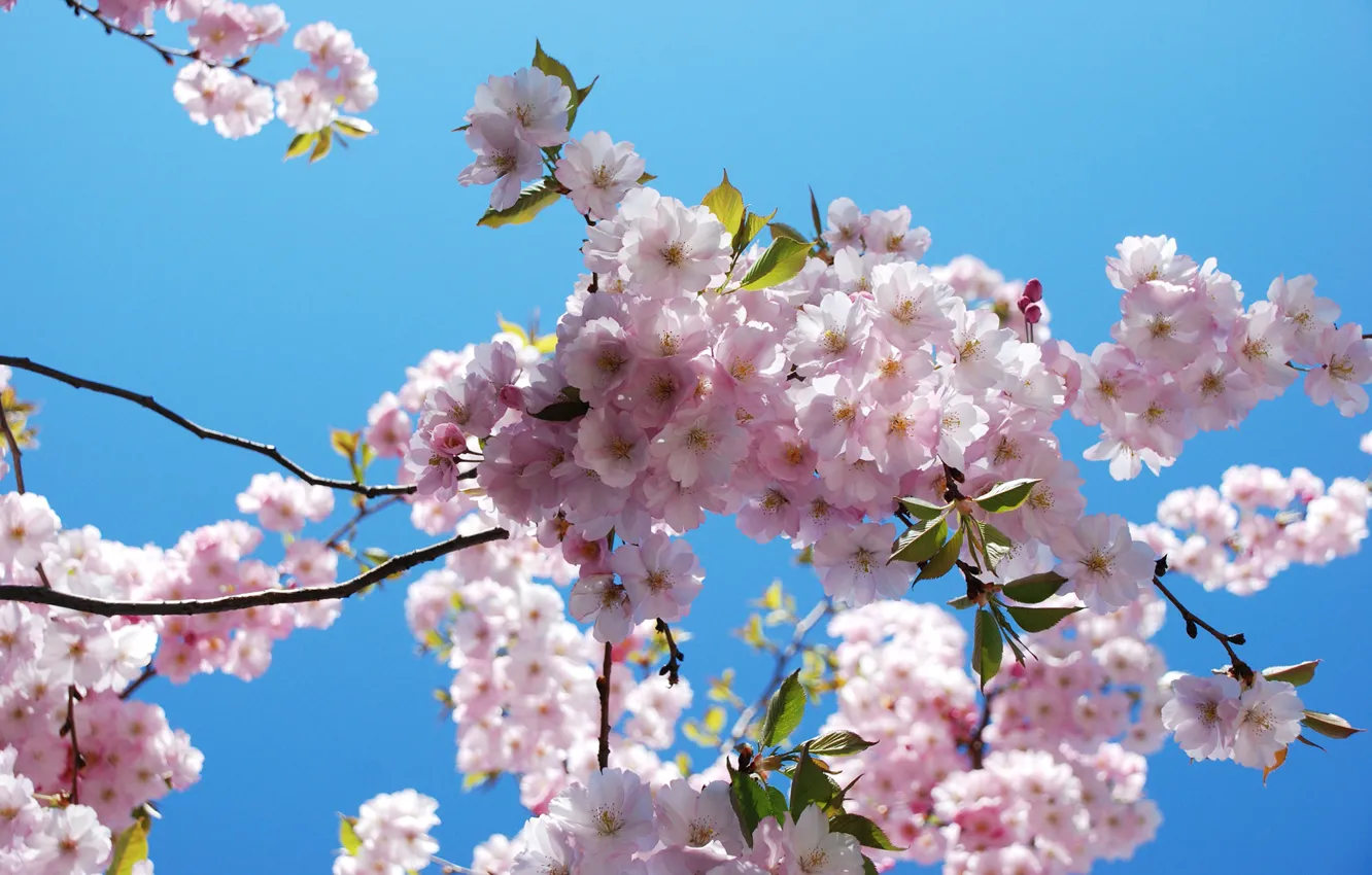Фото обои весна, сакура, цветение