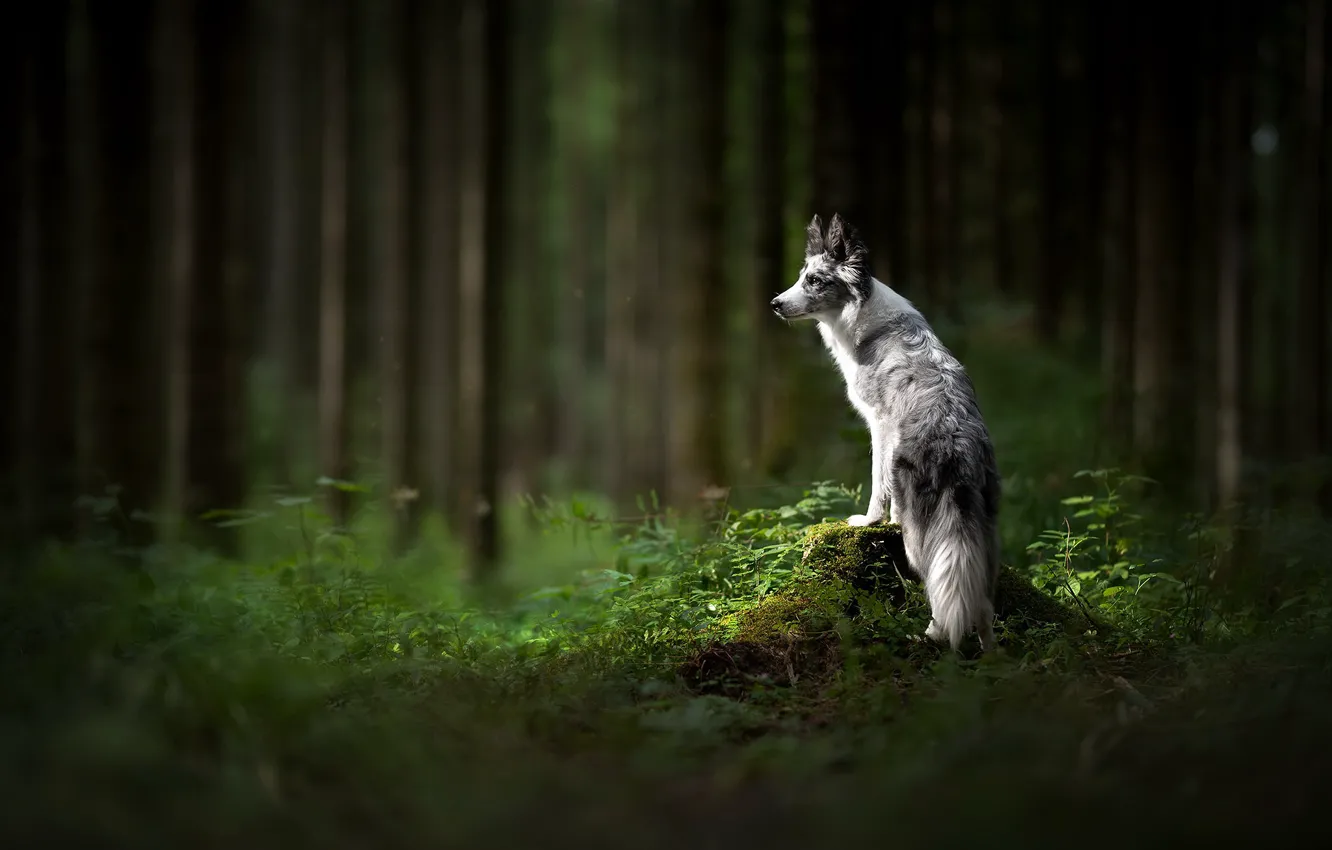 Фото обои лес, друг, собака