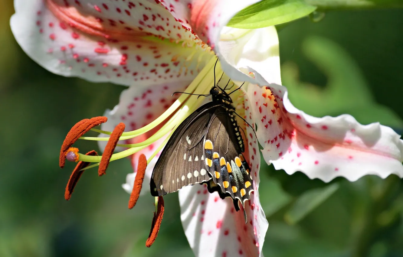 Фото обои цветок, макро, бабочка, лилия, тычинки, Парусник поликсена