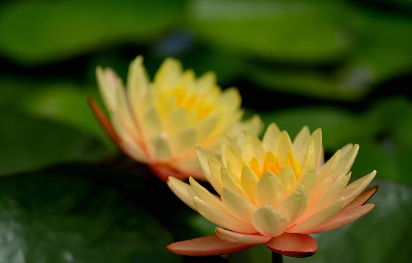 Фото обои цветы, озеро, зеленые листья, желтые, лотос, водяная лилия