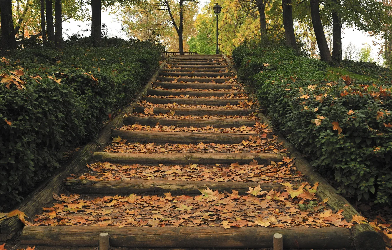 Фото обои осень, листья, парк, лестница, фонарь, кусты