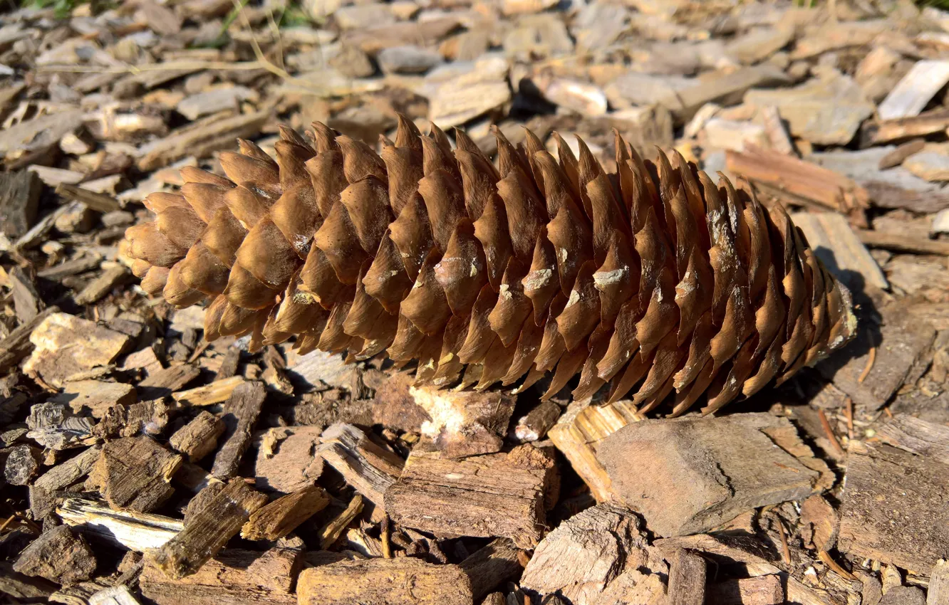 Фото обои summer, forest, nature, wood, floor, fir cone, cone, pine cone