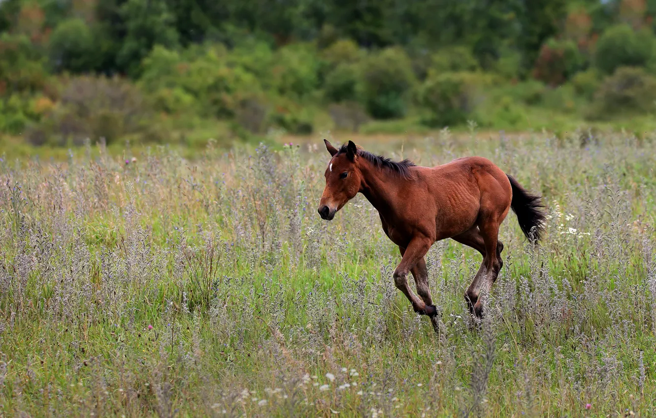 Фото обои поле, трава, природа, конь, лошадь, прогулка, гнедой, жеребенок