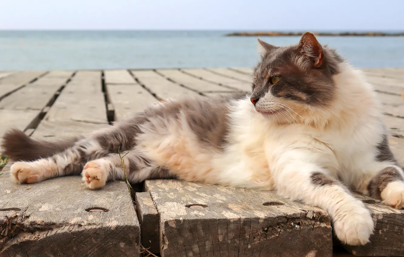 Фото обои море, кошка, кот, взгляд, поза, серый, отдых, берег