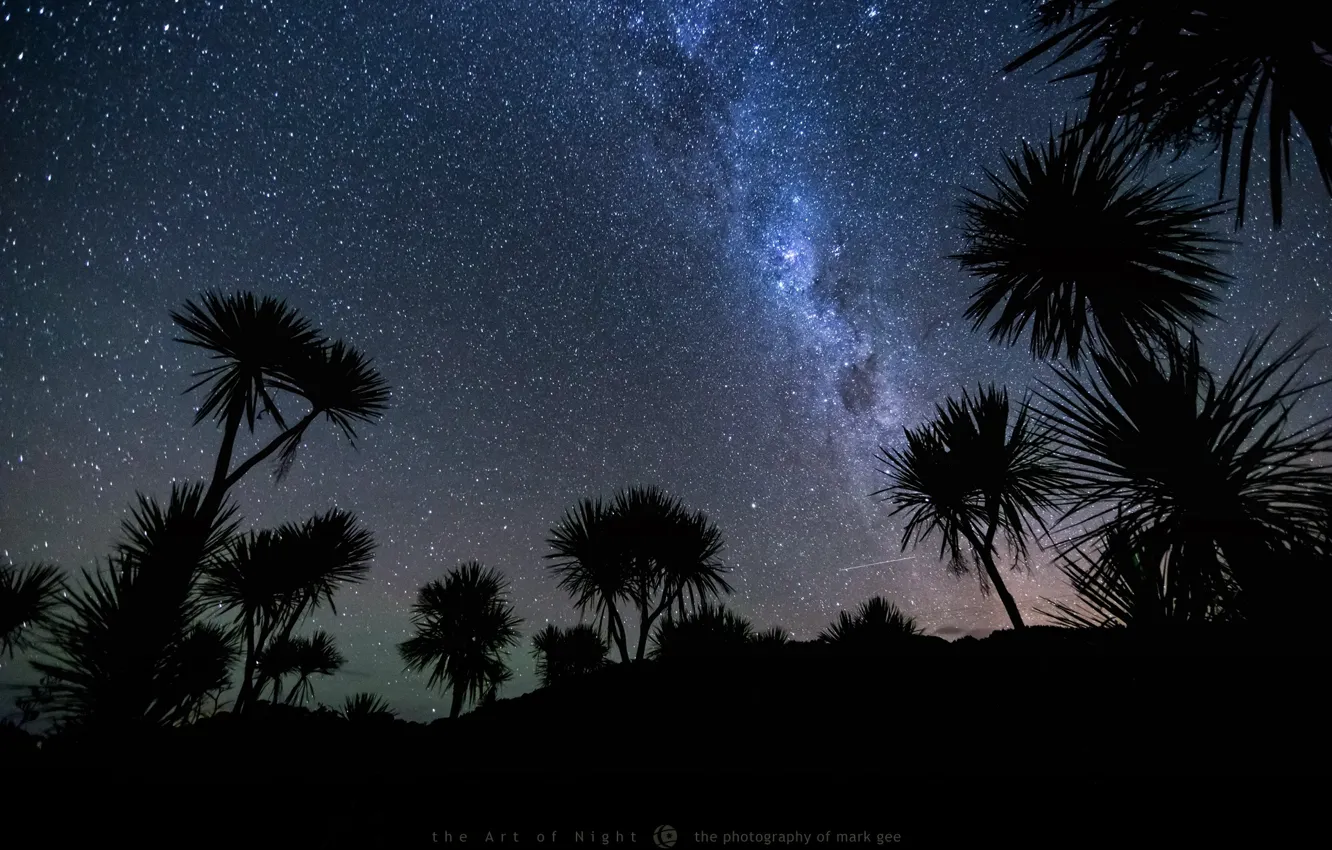 Фото обои небо, звезды, ночь, пальмы, метеор, photographer, Mark Gee