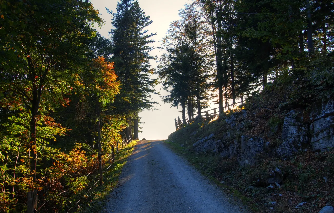 Фото обои дорога, осень, лучи, деревья, Nature, road, trees, autumn