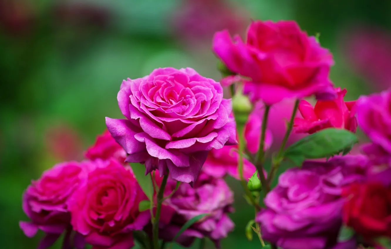 Фото обои яркие, розы, сад, розовые, боке