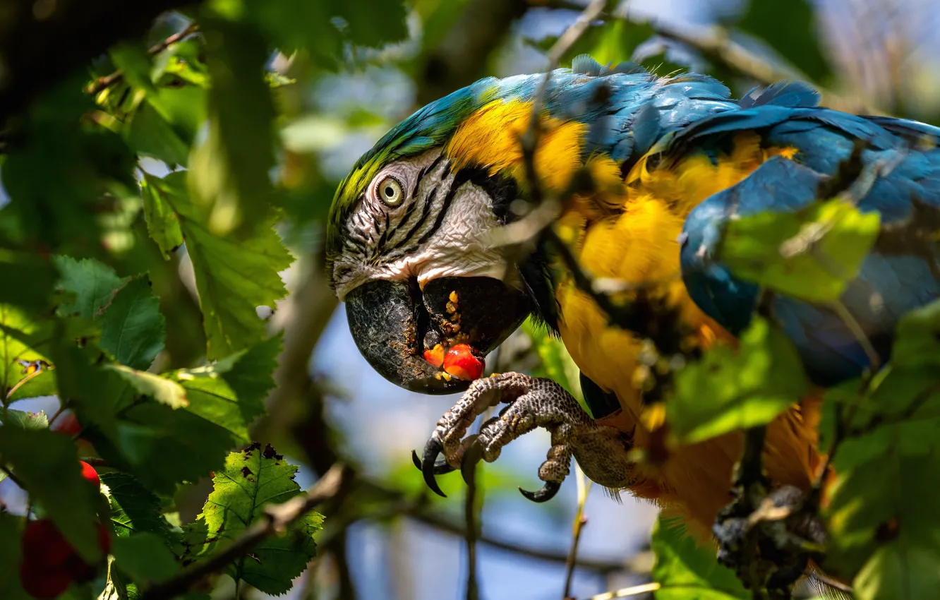 Фото обои листья, птица, попугай, Сине-жёлтый ара