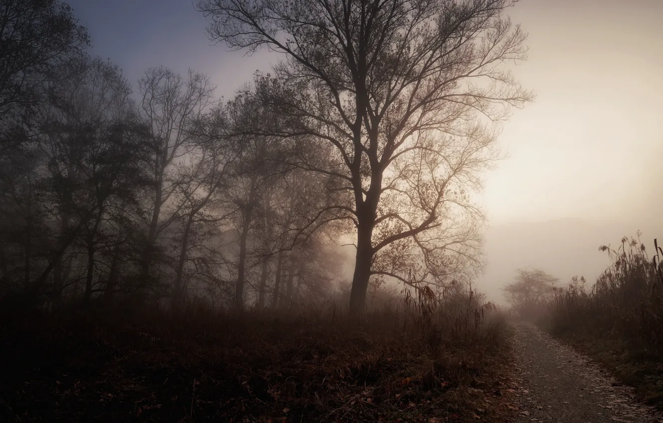 Фото обои дорога, природа, туман