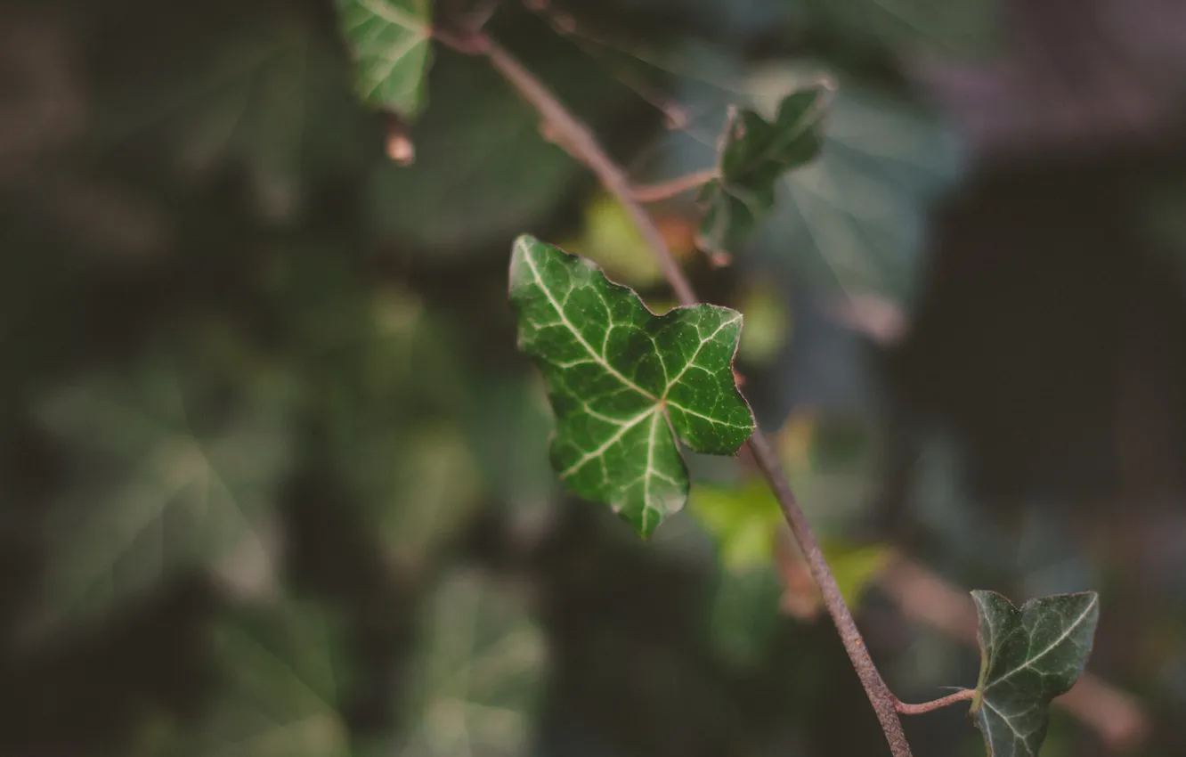 Фото обои лист, зеленый, веточка, листок, растение, ветка