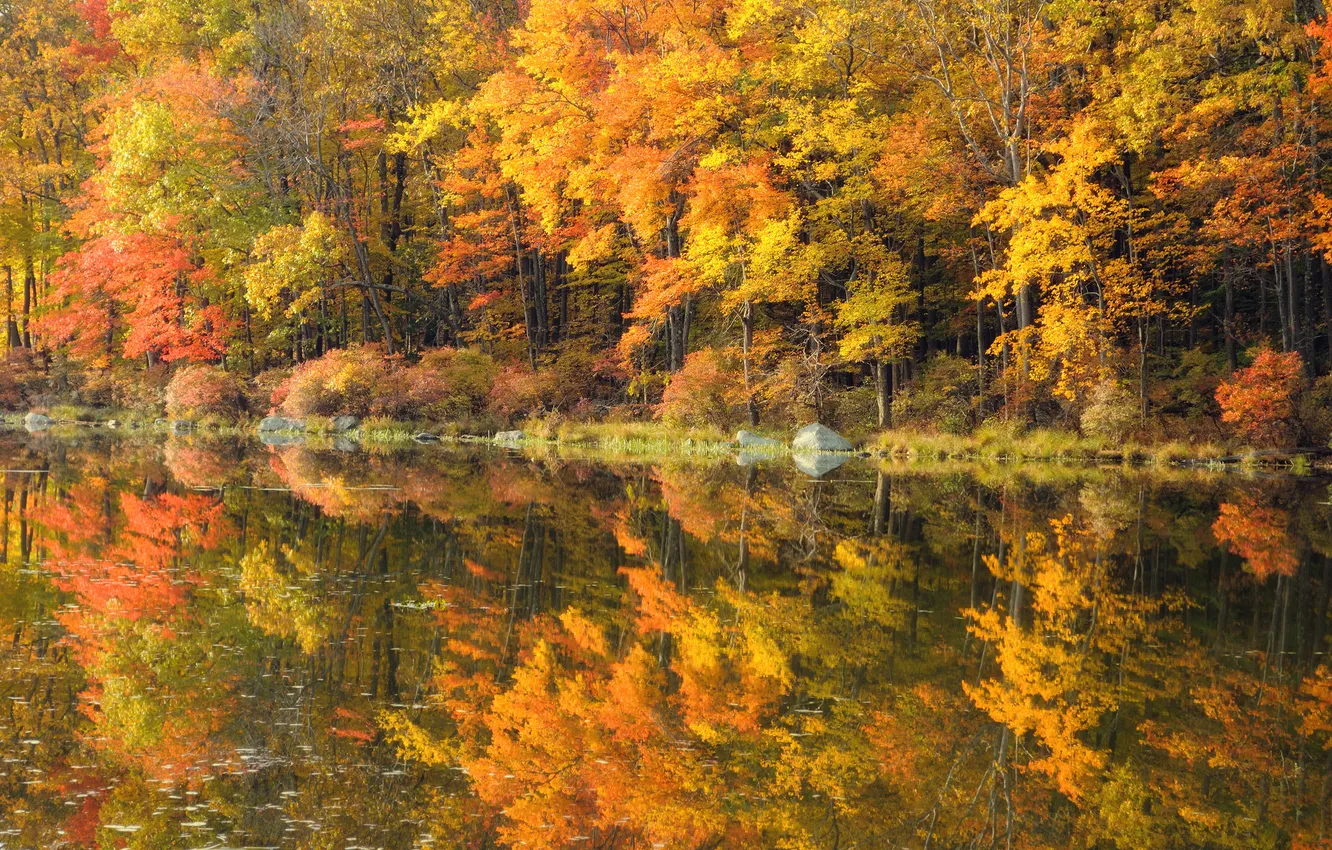 Фото обои осень, природа, река, золото, зеркало