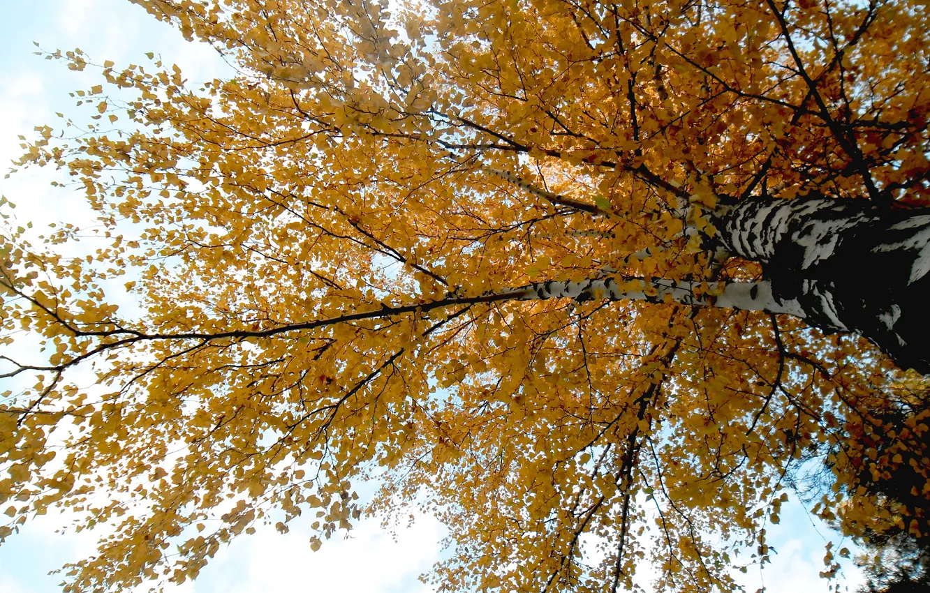 Фото обои осень, листья, ветки, Дерево, береза