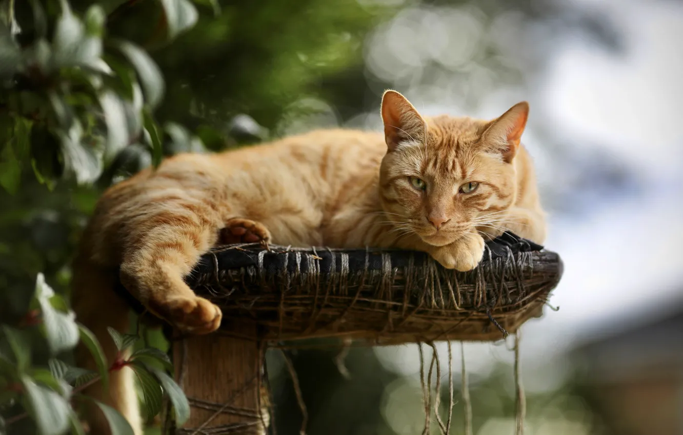Фото обои кошка, кот, взгляд, листва, рыжий, лежит, боке