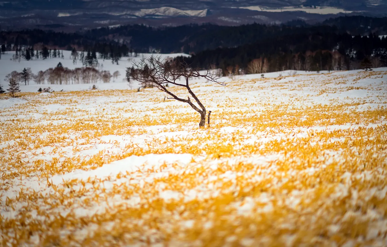 Фото обои поле, осень, снег, дерево