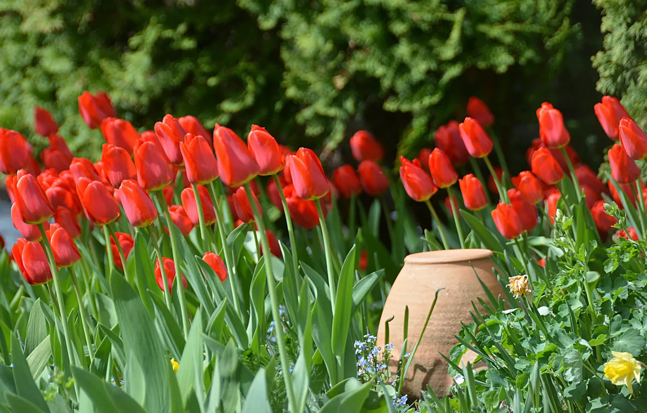 Фото обои Весна, Тюльпаны, Spring, Кувшин, Red tulips