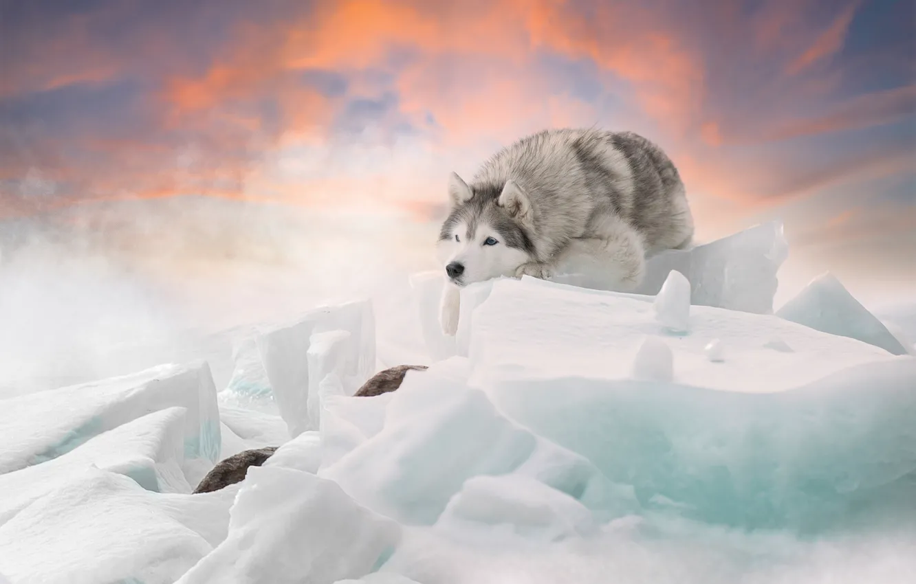 Фото обои зима, собака, льдины, Хаски, Светлана Писарева