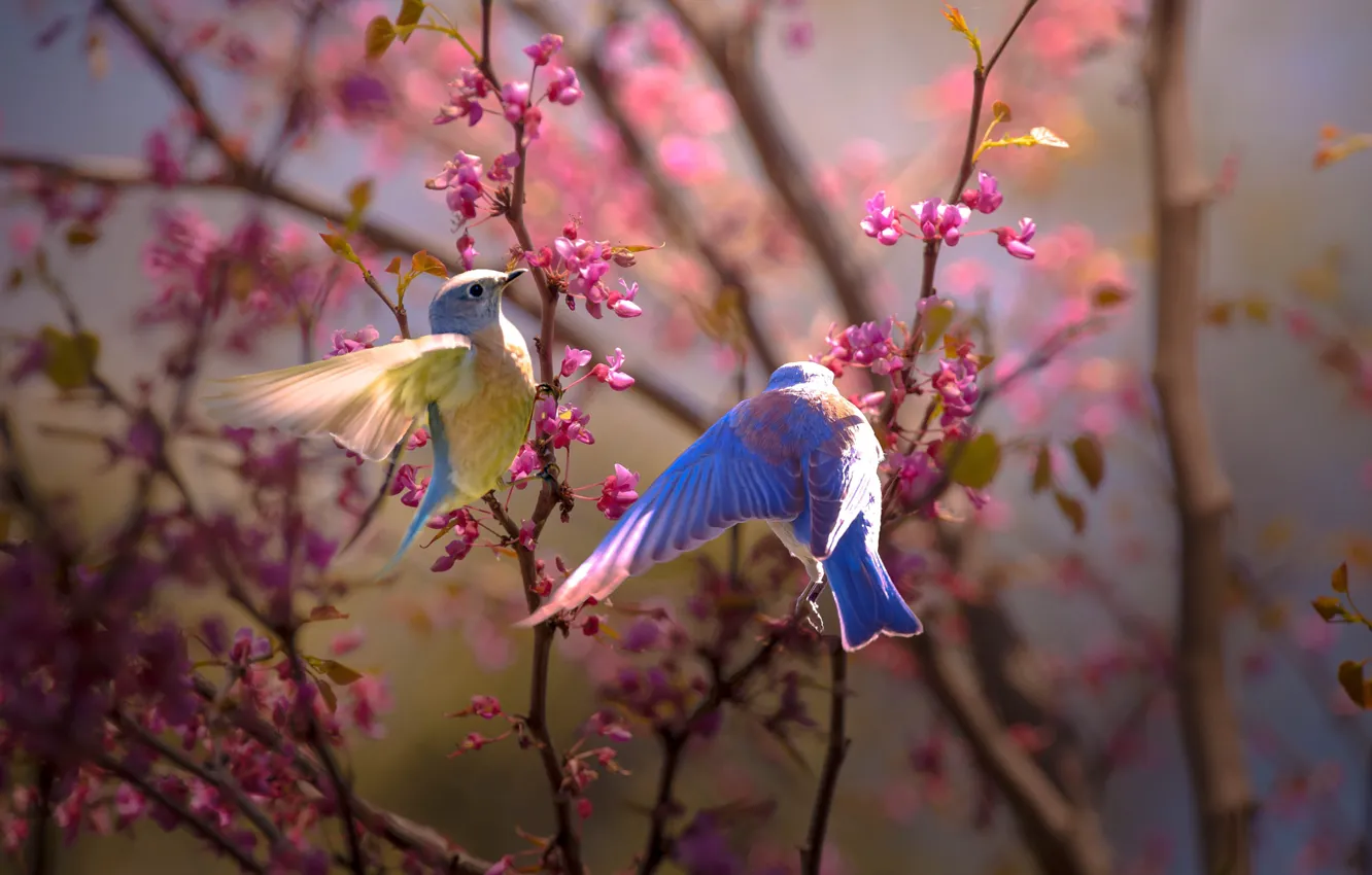 Фото обои птицы, ветки, природа, весна, парочка, цветение, Thai Phung