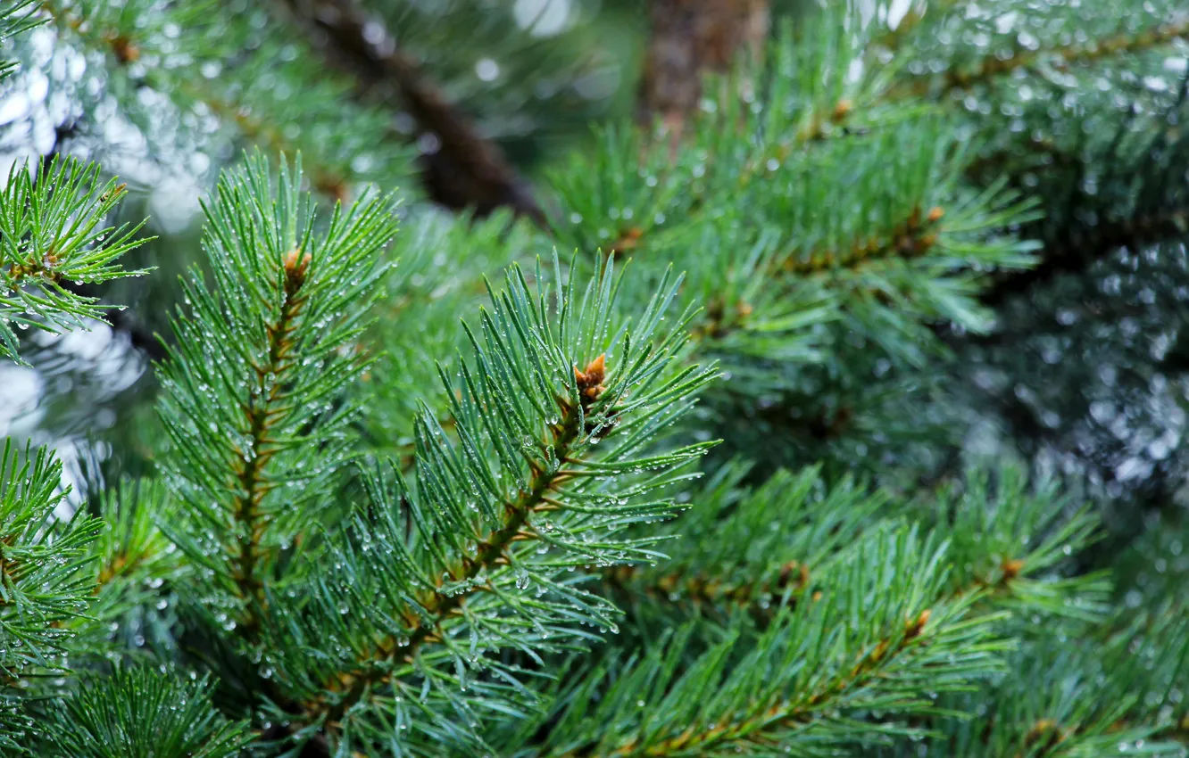 Фото обои green, pine, twig