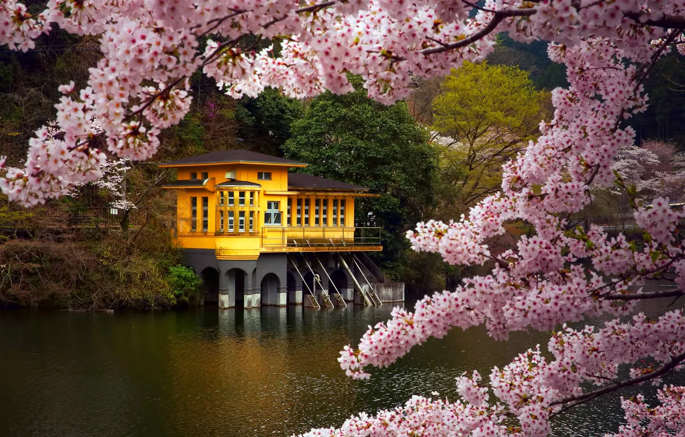 Фото обои ветки, озеро, дом, цвет, весна, Япония, сакура, Апрель