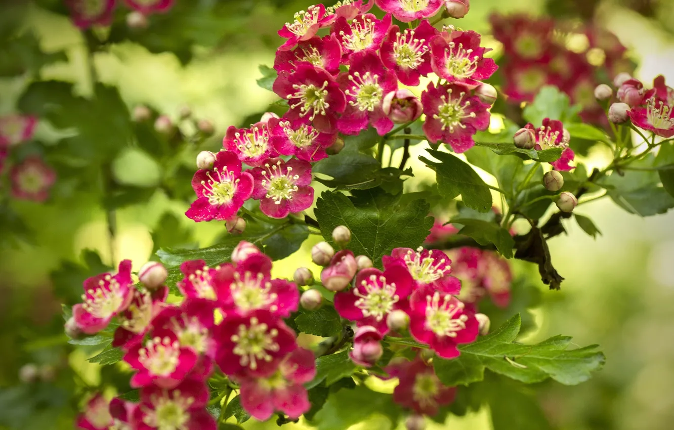 Фото обои цветы, ветки, цветение, боке, боярышник