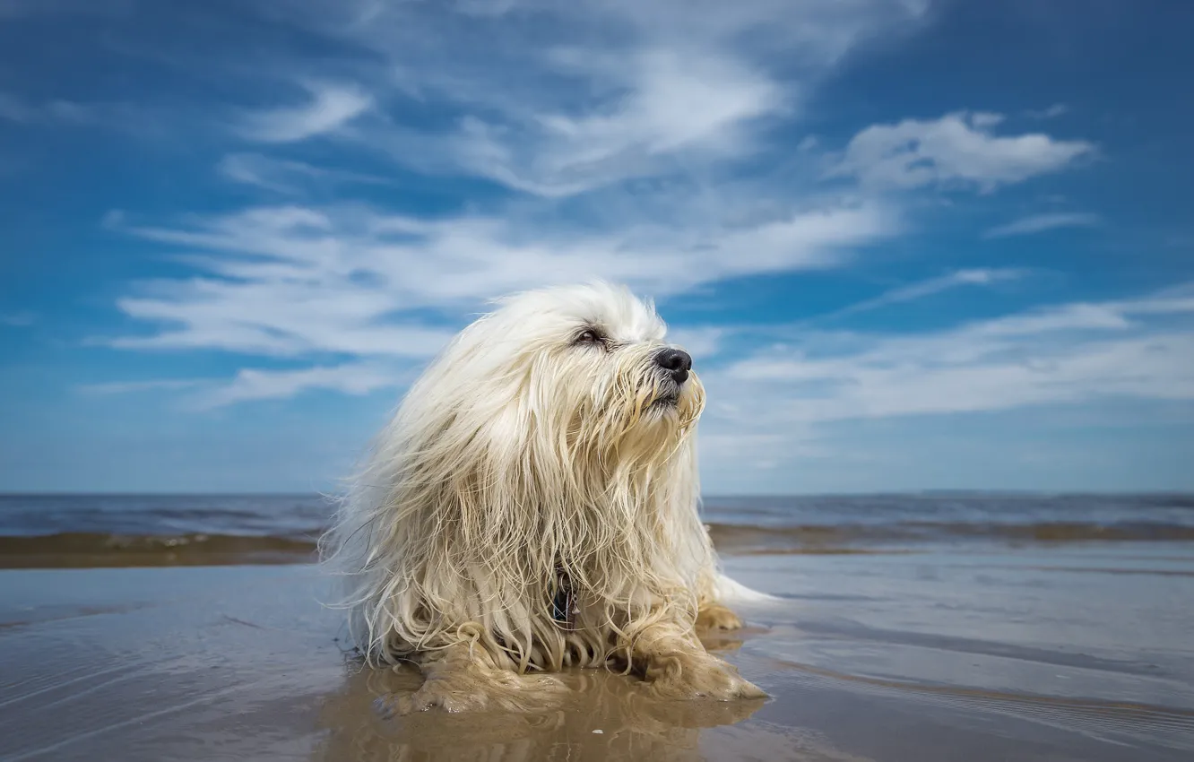 Фото обои пляж, небо, собака