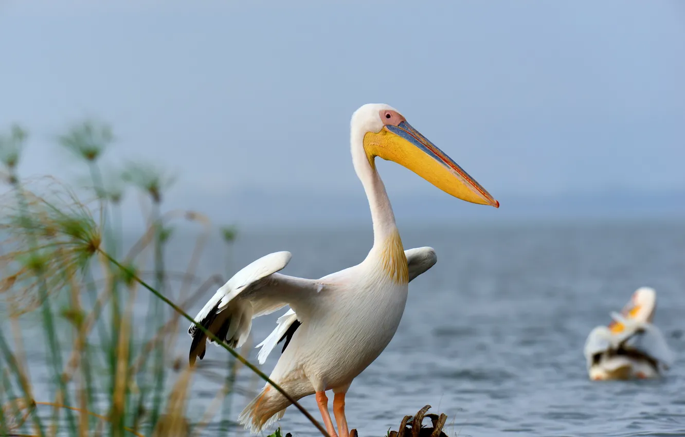 Фото обои природа, озеро, фон, птица, размытость, animals, nature, водоем