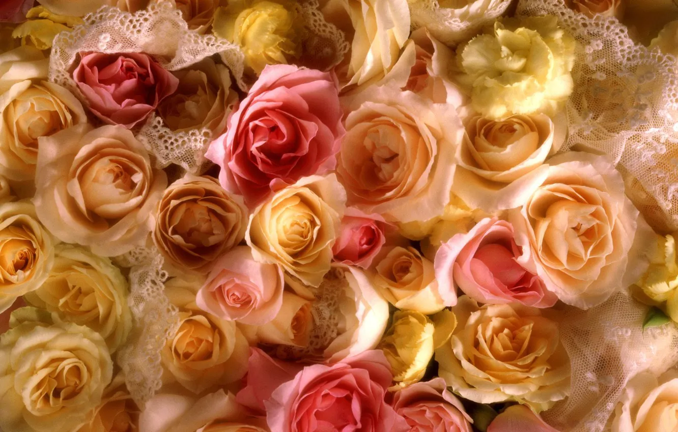 Фото обои желтый, розы, Rose
