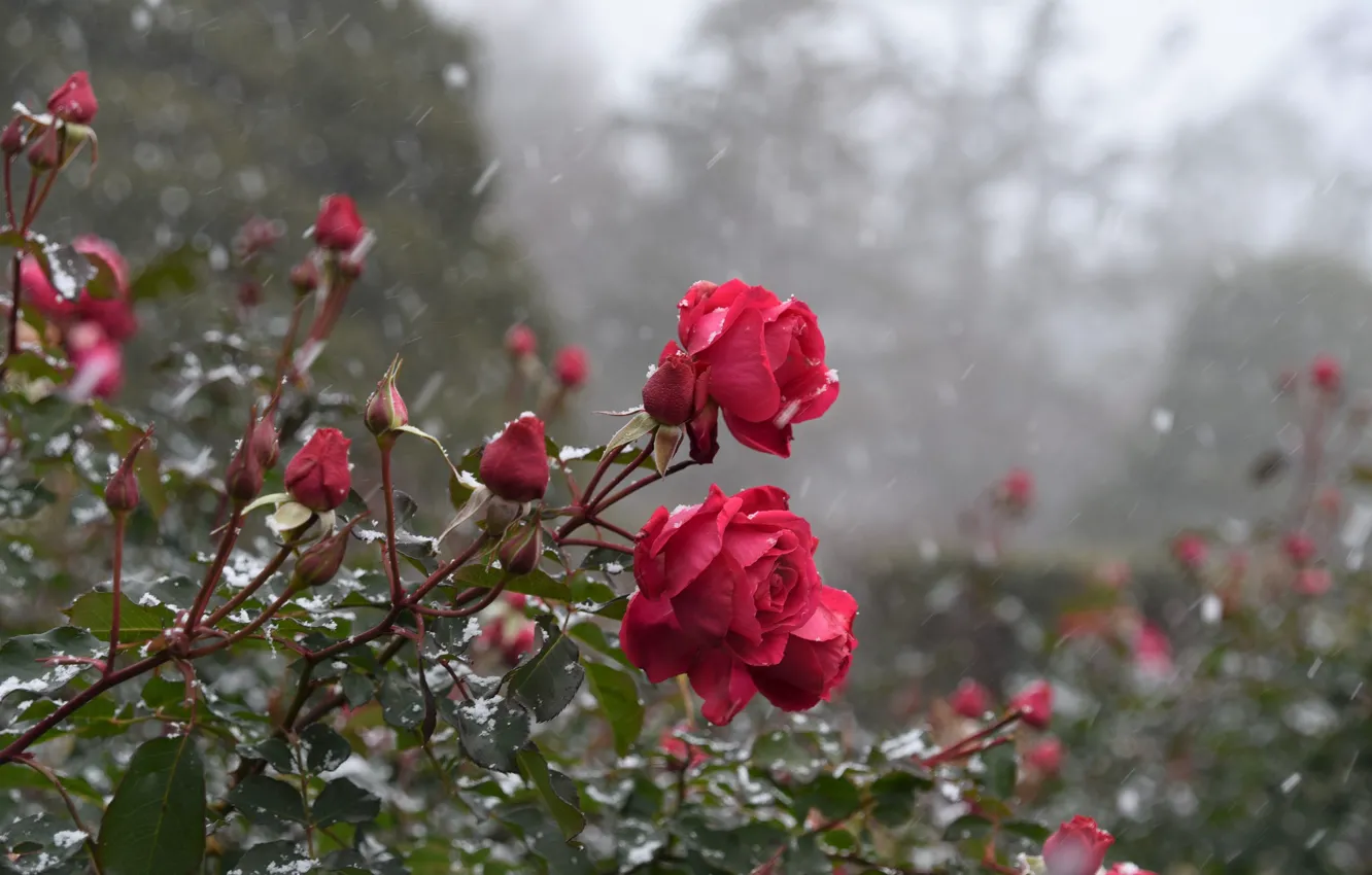 Фото обои снег, куст, розы