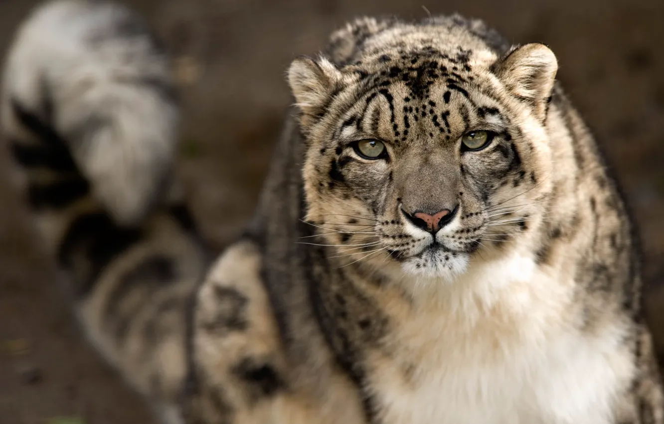 Фото обои взгляд, морда, хищник, ирбис, снежный барс, снежный леопард