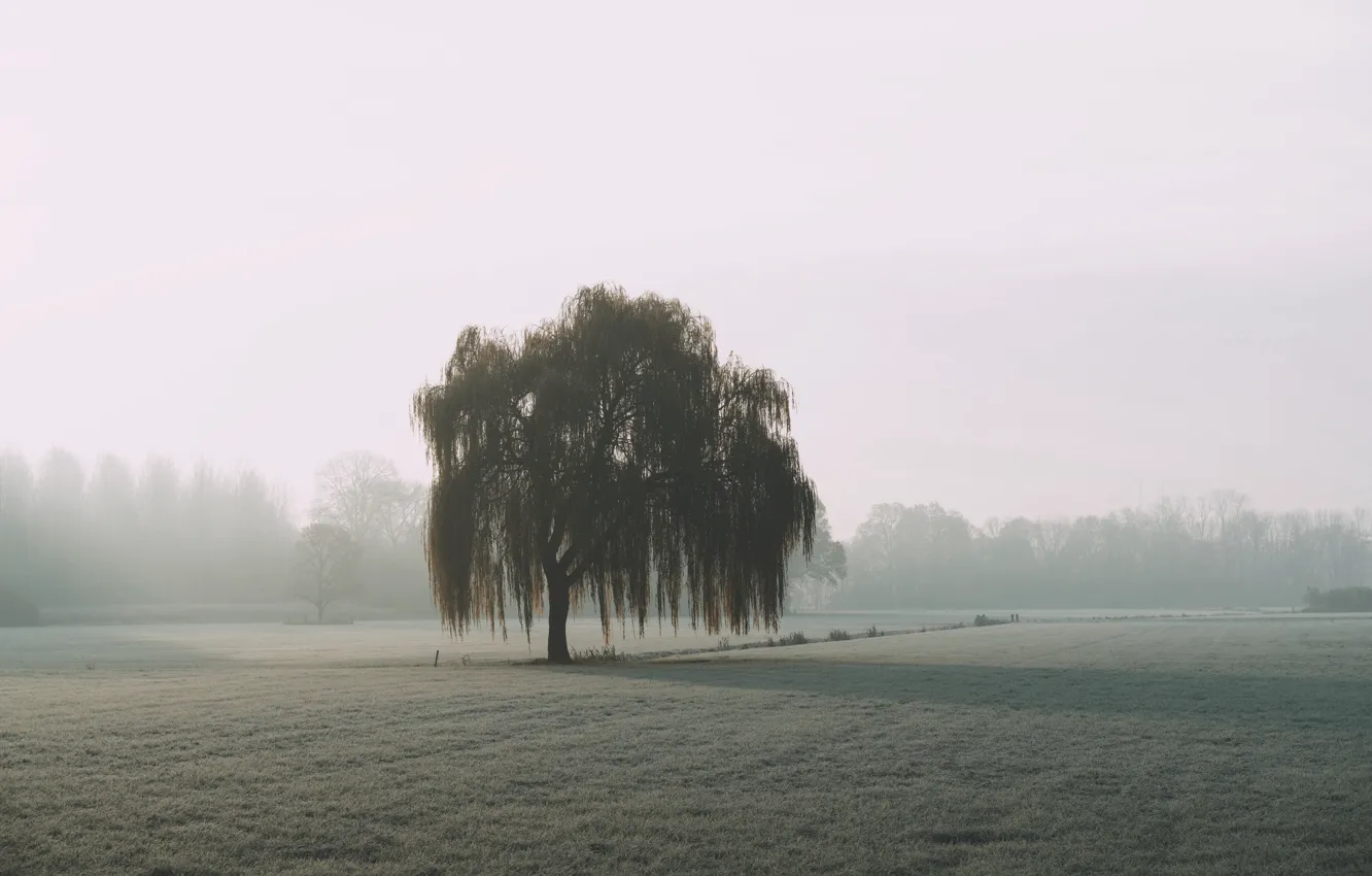 Фото обои field, nature, tree, fog, willow