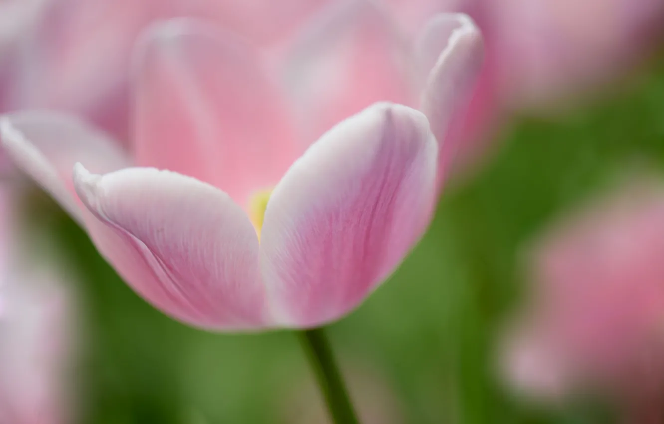 Фото обои макро, природа, тюльпан, весна, лепестки