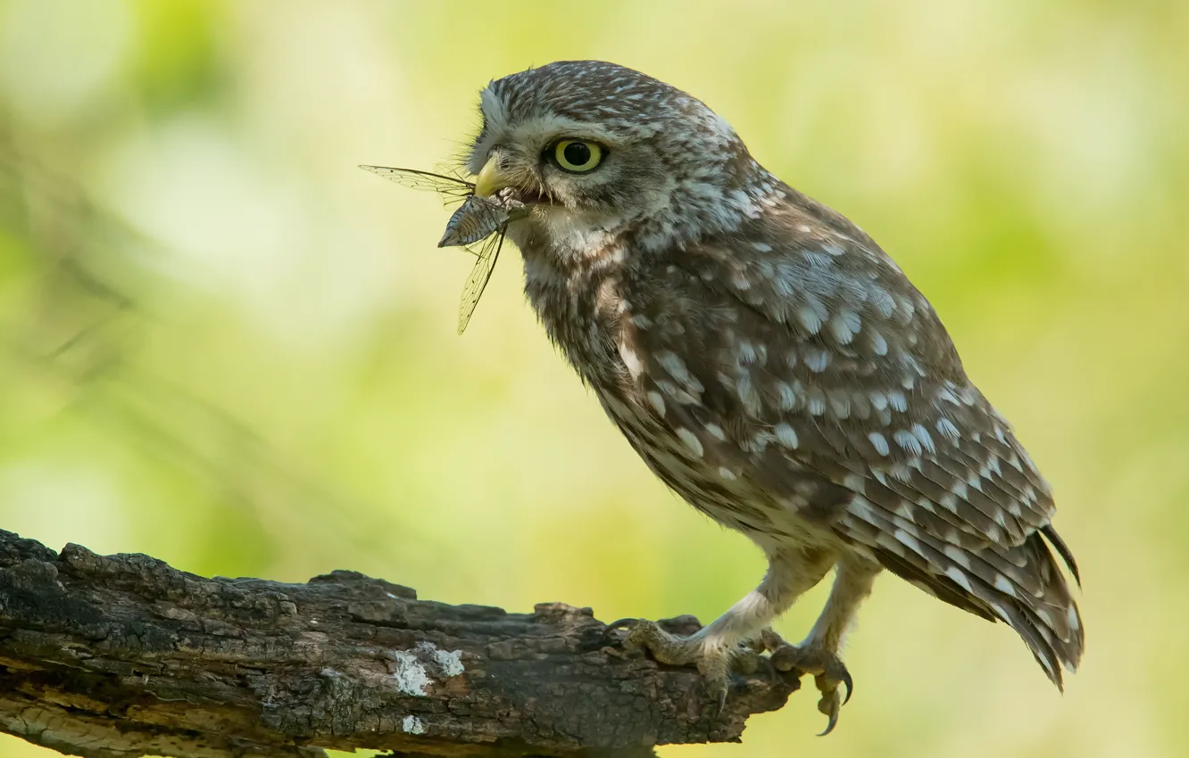 Фото обои взгляд, зеленый, фон, сова, птица, насекомое, сук, добыча