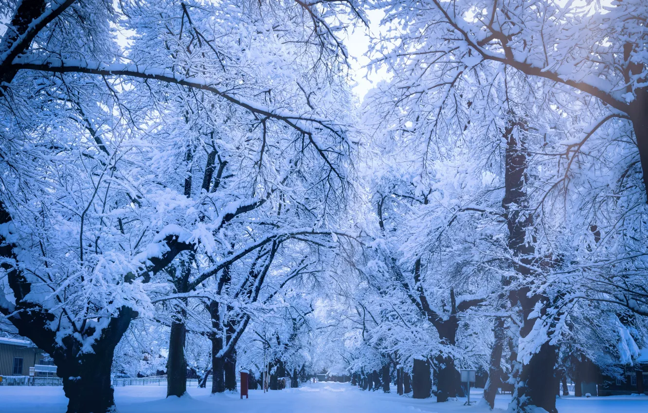 Фото обои зима, иней, лес, снег, деревья, ветки, парк, в снегу