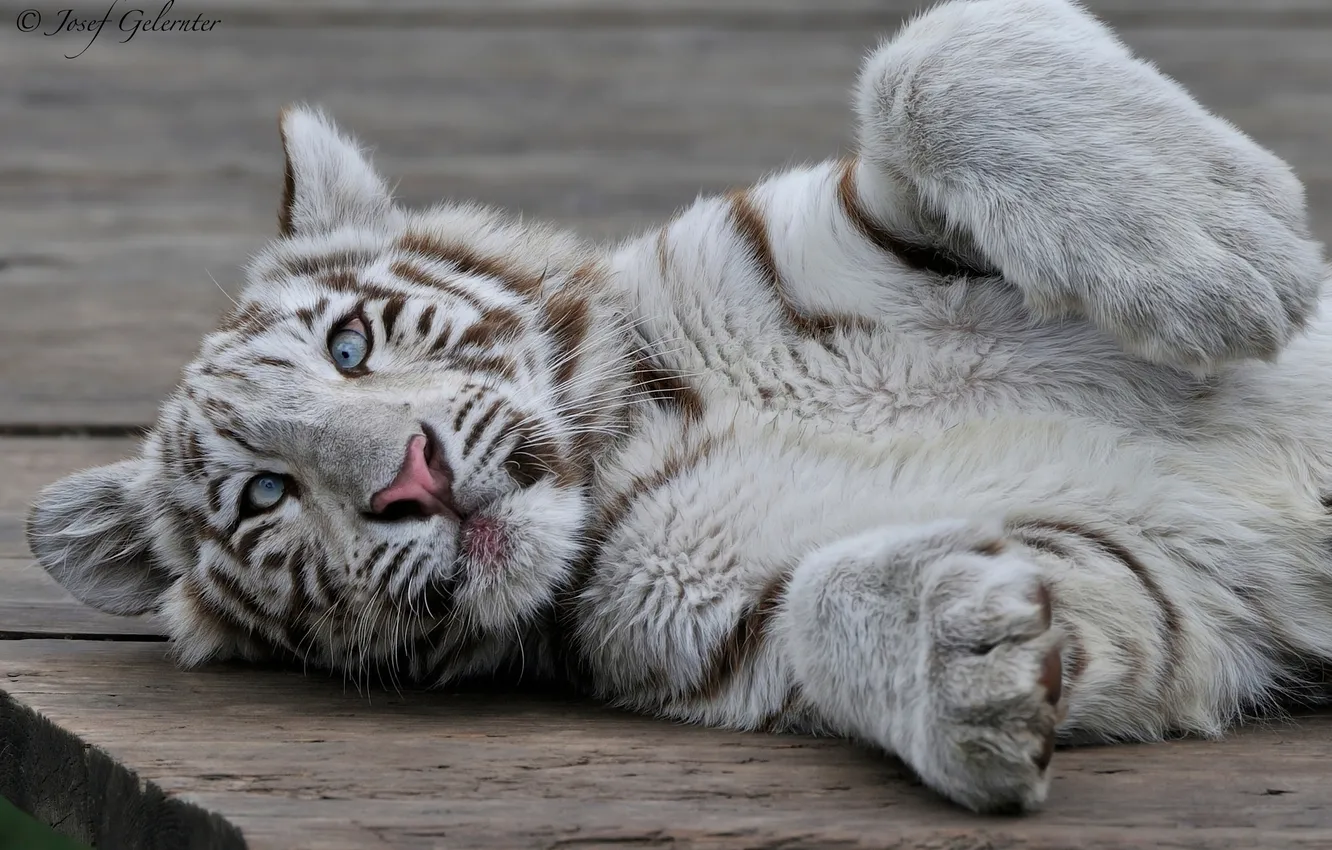 Фото обои котёнок, белый тигр, тигрёнок
