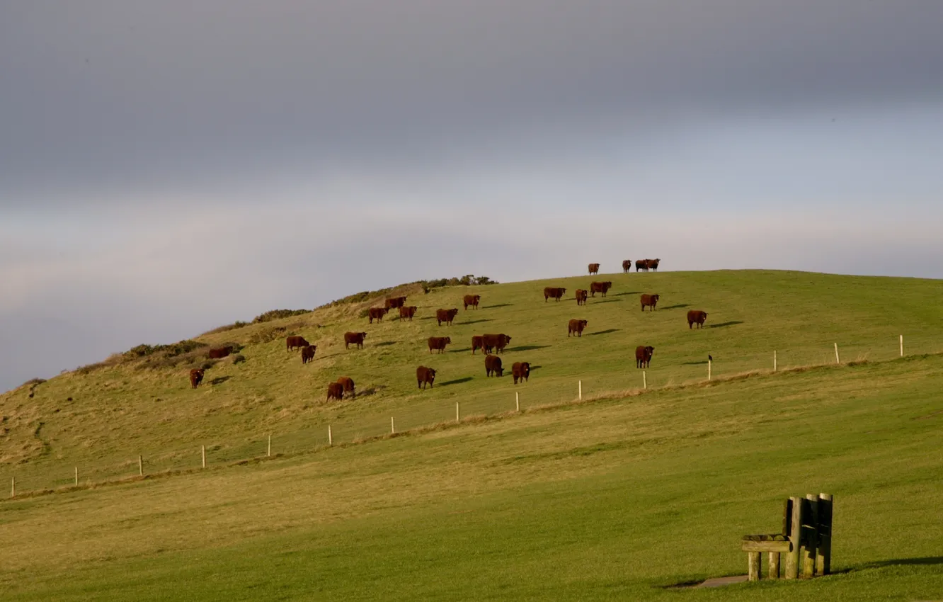 Фото обои fence, bench, England, United Kingdom, cows, Newlands