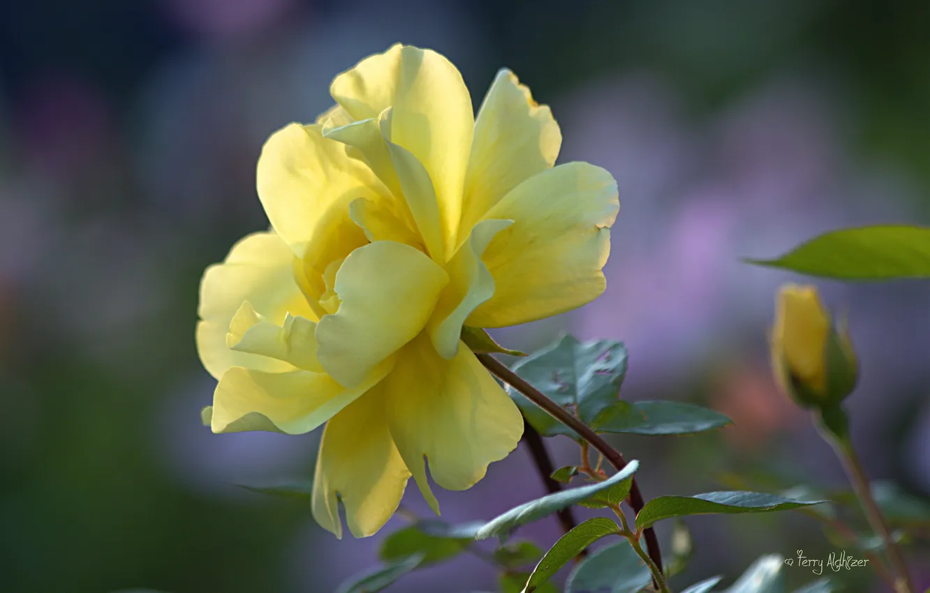 Фото обои лето, макро, роза, желтая