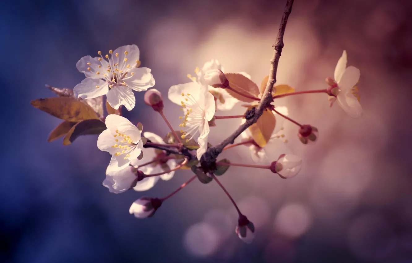 Фото обои цветы, природа, ветка, весна, боке