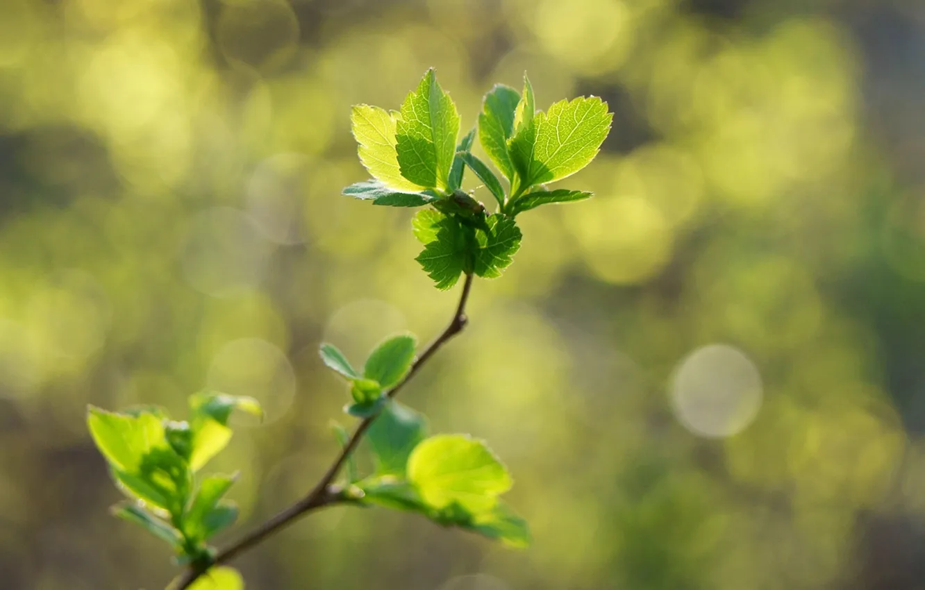 Фото обои листья, макро, природа, блики, веточка, весна, зеленые