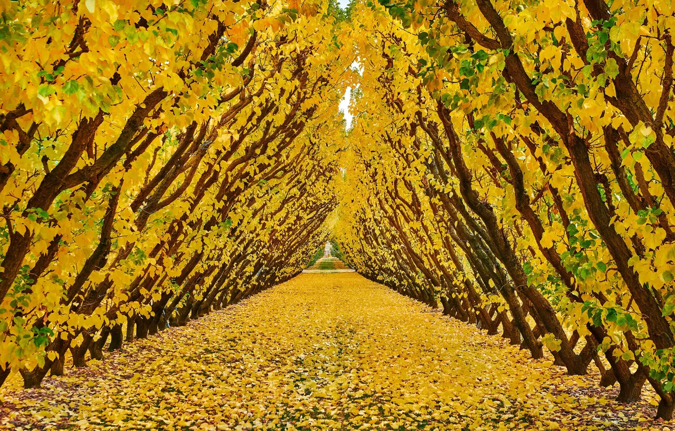Фото обои осень, деревья, листва, сад, Новая Зеландия, туннель, New Zealand, Cromwell