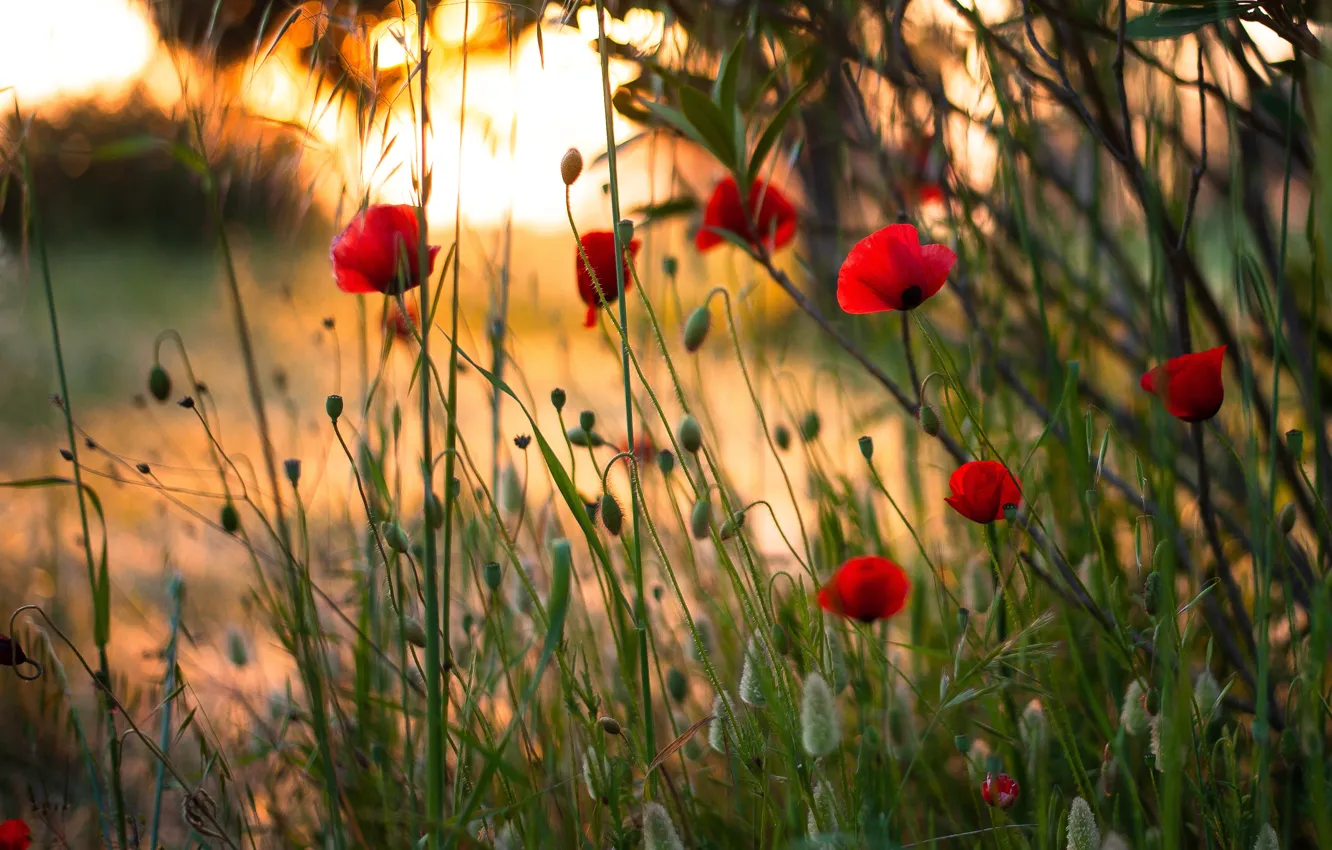Фото обои поле, трава, свет, закат, цветы, мак, маки, красные
