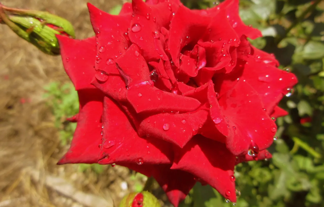 Фото обои капли, фон, красная роза, Meduzanol ©, лето 2018