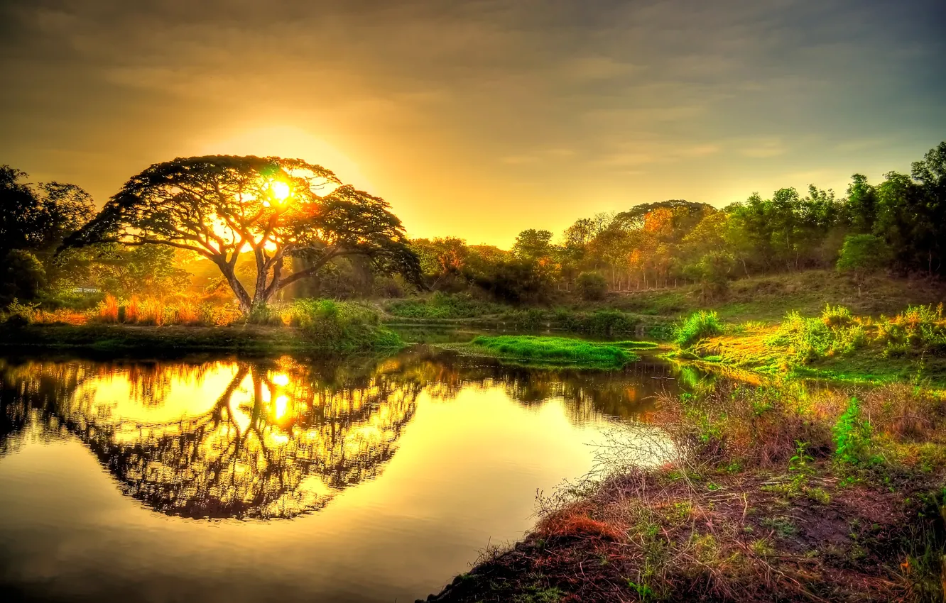 Фото обои лес, небо, солнце, закат, пруд, отражение, дерево