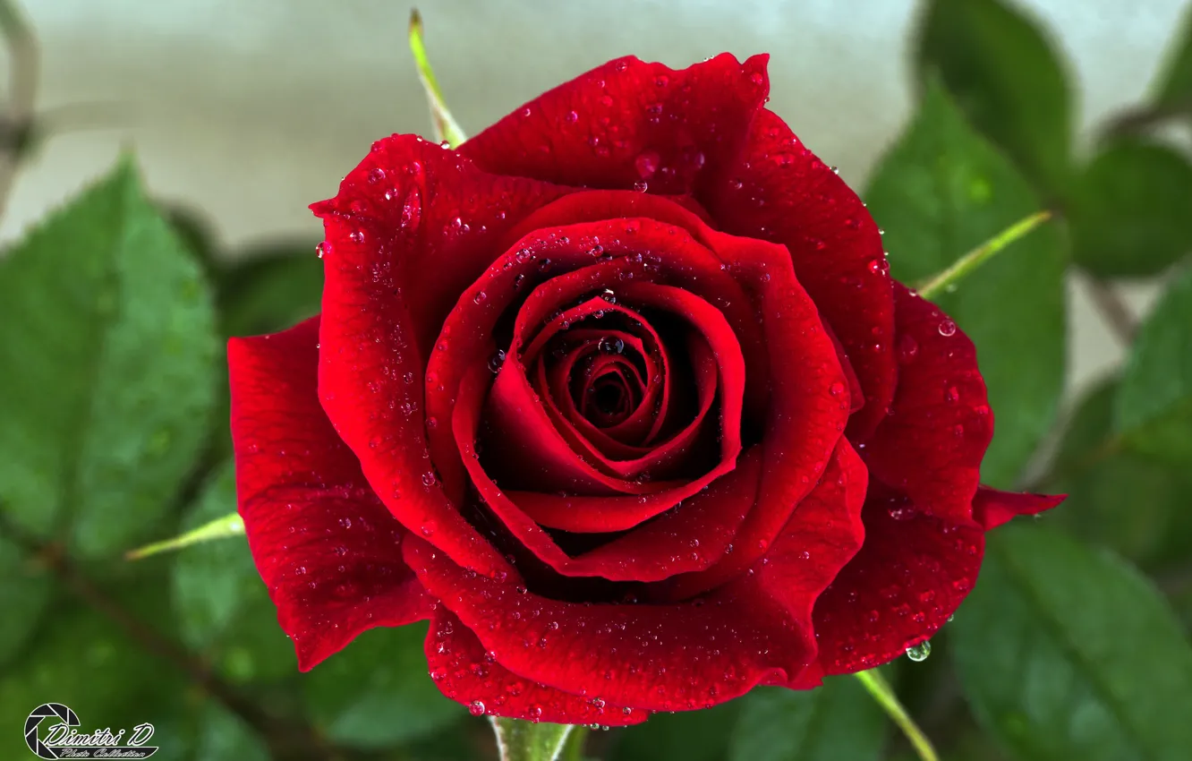 Фото обои листья, роза, лепестки, бутон, rose, цветение, leaves, petals