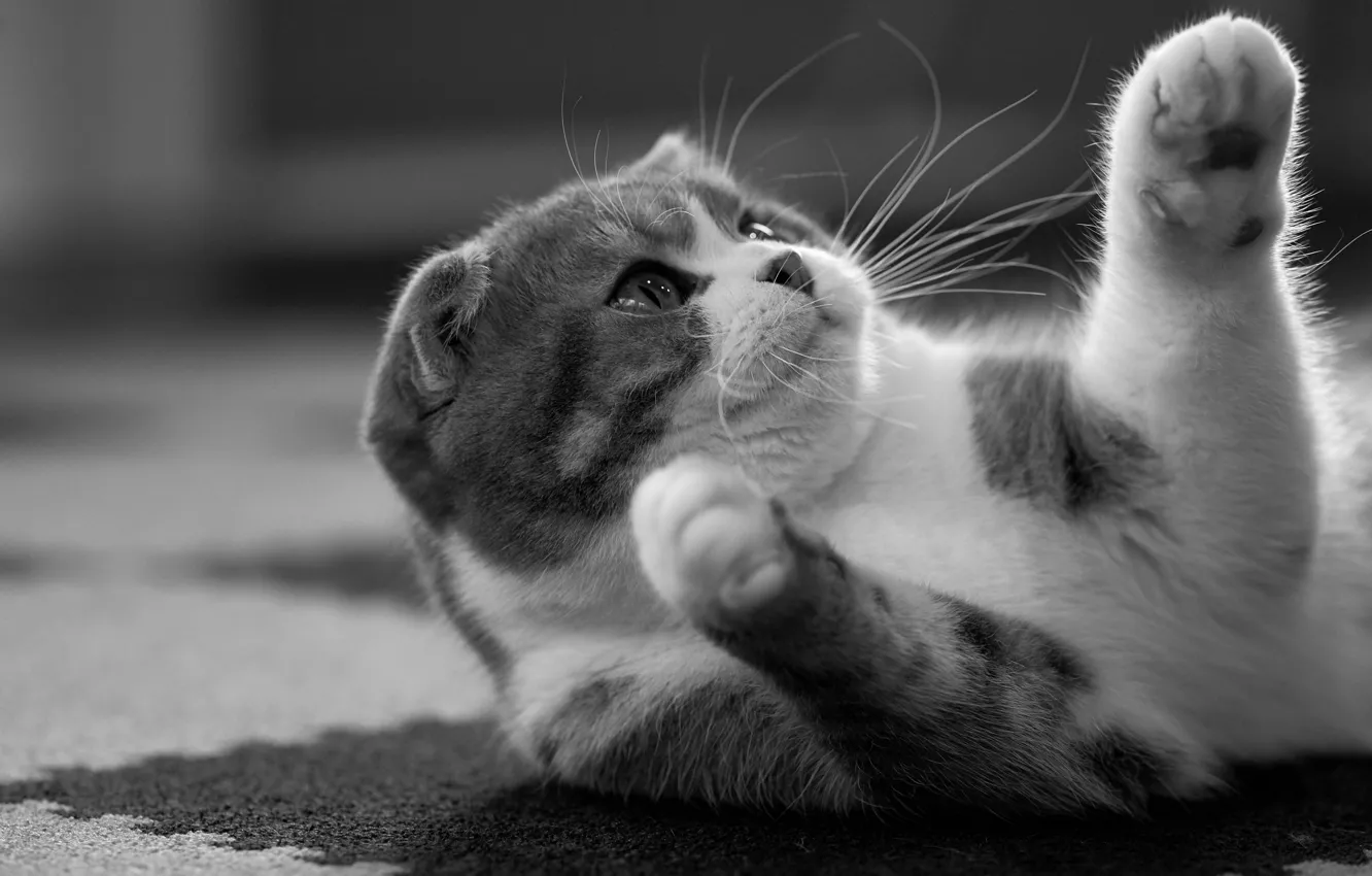 Фото обои кошка, кот, лапки, чёрно-белая, монохром, скоттиш-фолд, Шотландская вислоухая кошка